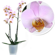 Orchid Pink + Cachepot Transparent